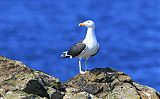 Great Black-backed Gullborder=